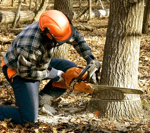 Tree Removal in Central, AK